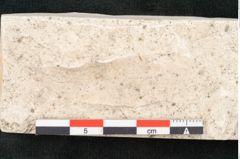 Foto (Detailansicht) von Quercus palaeoilex Ettingshausen (NHMW-GEO-2024-0188-8106)